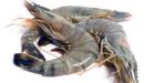 Scientists develop the perfect prawn