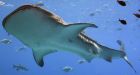 Aquarium, university to map whale shark DNA