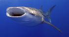 Whale sharks may be latest Gulf oil spill victims