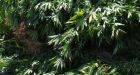 $5.6M pot bust made in Alberta
