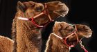 Two people arrested for tiger, camel thefts