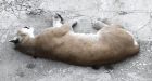 Cougar shot and killed in Maple Ridge, B.C.