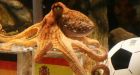 Octopus oracle unfazed by death threats