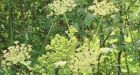 Toxic, invasive weed hits southern Ontario