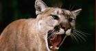 Miss Cougar Canada to be crowned