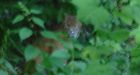 Cougar kills cat after another shot dead in Fraser Valley