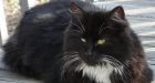 Feline robber fancies panties