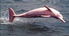 Population of Amazon river dolphins dropping as they're slaughtered for fish bait