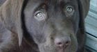 Dog honks for help when left in a hot car