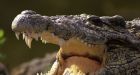 Australian drunk survives attempt to ride crocodile