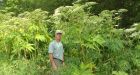 Toxic plant found growing in Ottawa park