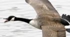 Flock of 18 Canada geese beaten, shot in New Jersey town