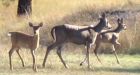 Stakeholders could be steakholders as deer munch through B.C. town