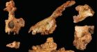 Fossil links humans and monkeys
