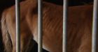 N.B. SPCA seizes more than 30 horses
