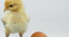 Science answers the question: Which came first, the chicken or the egg?
