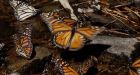 Canadian researchers solve Monarch migration mystery