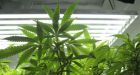 Washington OKs medical marijuana at some clinics