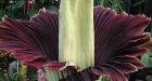 Rare 'corpse flower' blooming for 1st time could stink up Texas wedding