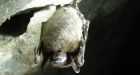 Fast-spreading fungus threatens common bat species