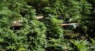 Millions worth of marijuana found at B.C. lake: RCMP