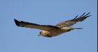 Dive-bombing hawks send posties running