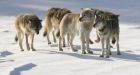 Wolf protection restored in Rockies