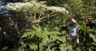 Giant hogweed finds itself on the radar of Canadians