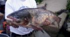 Stopping the Asian carp invasion
