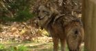 Coyote attacks girl in N.S. national park
