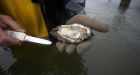 La. scientist's oysters safe from oil, but pricey