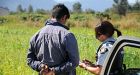 Canada's biggest opium poppy field busted in B.C.