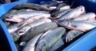 Huge B.C. sockeye run could get bigger