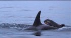Noise threatens B.C. orcas: biologists