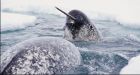 Arctic ice melt threatens iconic narwhal, scientists warn