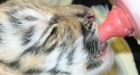 Calgary Zoo's 2nd tiger cub dies