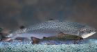 Genetically modified salmon safe, FDA says