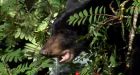 Wandering bear destroyed in Hope