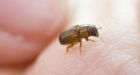 Could pine beetles actually reduce forest fire risk?