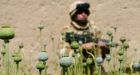 Heroin allegations bogus: Canadian military
