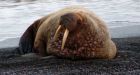 Melting sea ice forces walruses ashore in Alaska