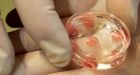 Ottawa doctor sued in alleged sperm mix-up
