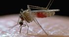 West Nile virus infects B.C. woman