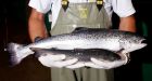 P.E.I. groups oppose genetically modified salmon
