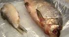Scientists want Ottawa to monitor oilsands fish