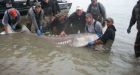 'It's ridiculously huge': Fraser River fishermen net massive sturgeon