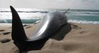 80 pilot whales stranded on New Zealand beach