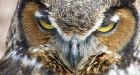 Dangling owl rescued from trees