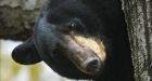 Canadian black bear gets free train ride to Winnipeg