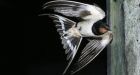 Climate risks greater for long distance migratory birds